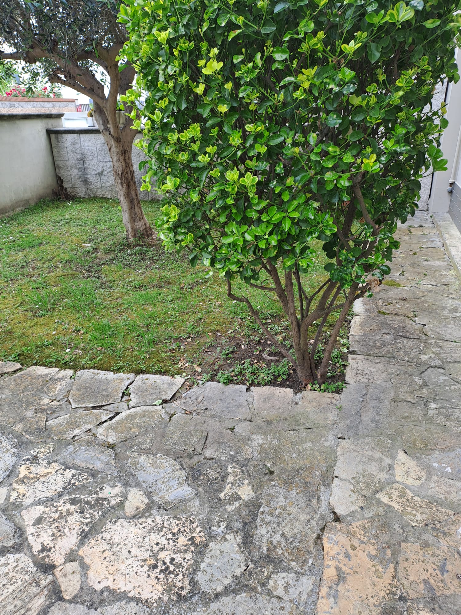 2 Bedrooms Bedrooms, ,1 BagnoBathrooms,Indipendente,Vendita,1475